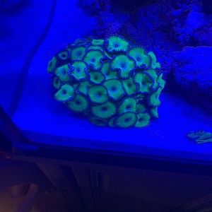 Meet your Posher, Rafael